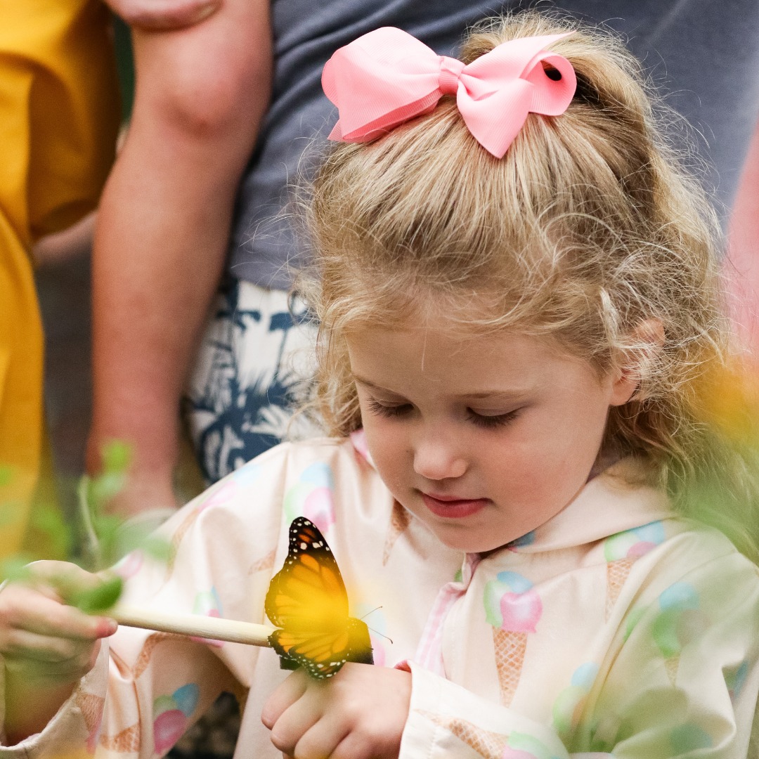 Dunwoody Nature Center's Butterfly Experience